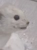 Артур Левутин