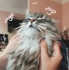 mirelle_