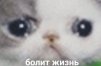 пластырь с мятой