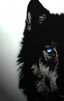 Grey_wolf