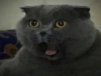 seizurr