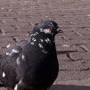 Килька