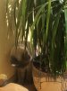 windowsills