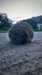 Sad_Hedgehog