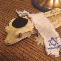 GeckON