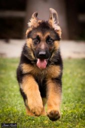 Kaida