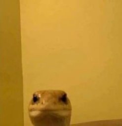JakOuNien