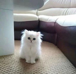 сметаненок