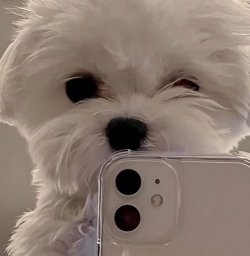 rexby