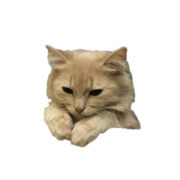 Getarizzzd