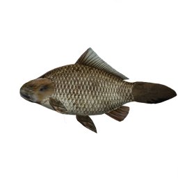 sadwori
