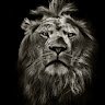Mr Lion