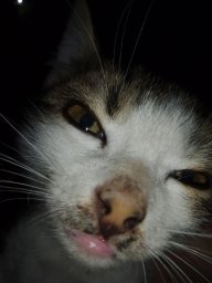barbos_the_beast