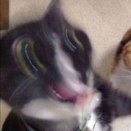 ⨢Y̟ū̟d̟a̟i̟n̟a̟⨢