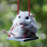 Svid Mouse
