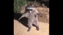 Neapope