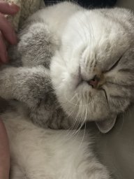Sisi_likescats