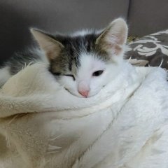 Леонид Акулов