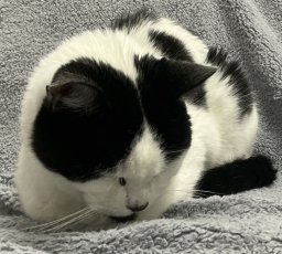 LegendaryKitty